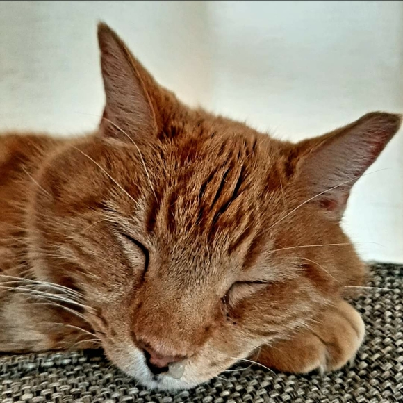 Updated: Why I Posh 🐶 🐈 - Picture 7 of 11